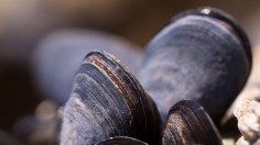 Mussels