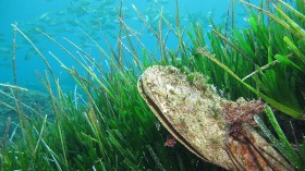 Mediterranean seagrass meadow