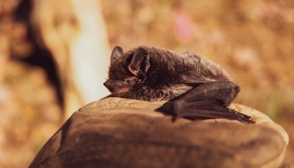 Bat