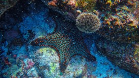 Star Fish 