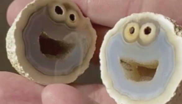 VIDEO: Rare Rock Looks Like A Cookie Monster