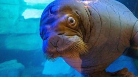 What SeaWorld Is Doing to Help the World's Walrus Population