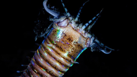 Bobbit Worm