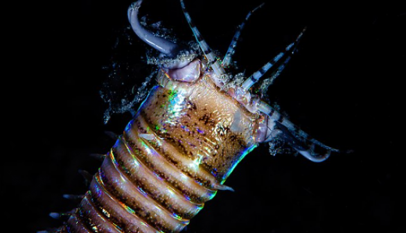 Bobbit Worm