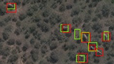 Elephants in woodland as seen from space. Green rectangles show elephants detected by the algorithm, red rectangles show elephants verified by humans. 