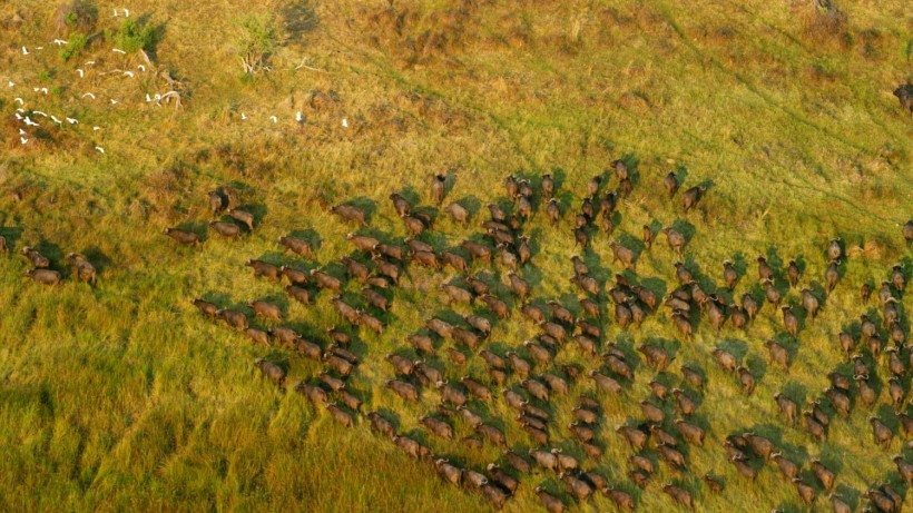 Aerial view of wild buffalo herd