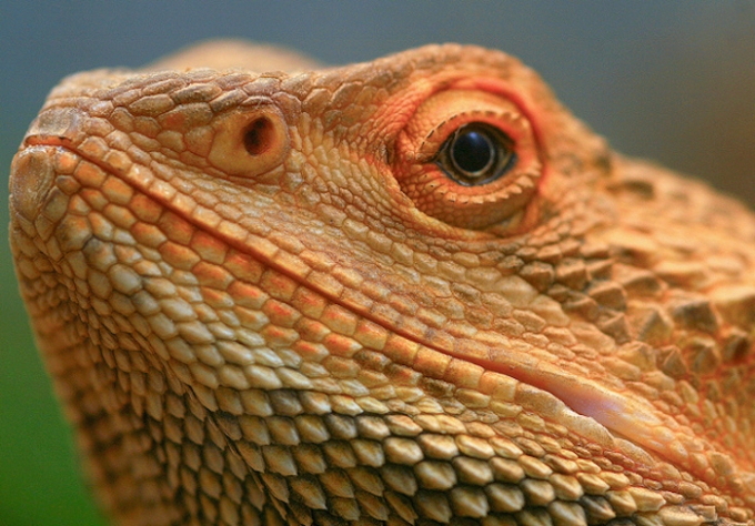 pet-bearded-dragons-carry-rare-form-of-salmonella-nature-world-news