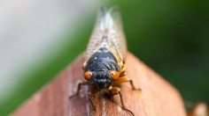 Cicadas