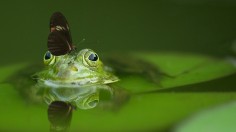 Butterfly on a frog