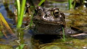 Yosemite toad