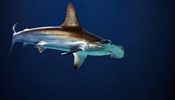 Hammerhead Shark