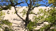 Mount Baldy sand dunes