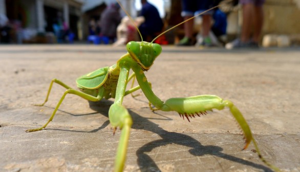 praying mantis