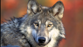 Resting Gray Wolf