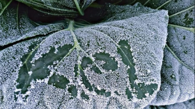 Frost on Plants