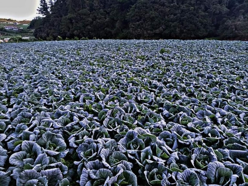 Frost on Vegetables