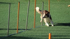 Dog running a course
