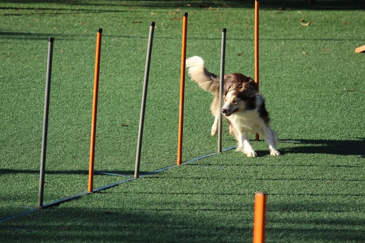 Dog running a course