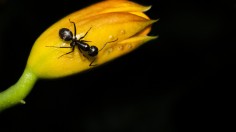 Ant