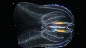 comb jelly