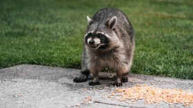 8 Animals You May Find in Your Backyard and How to Get Rid of Them