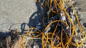 Be Careful What You Call Trash in the Sea, It Could be 'Sea Whip' 