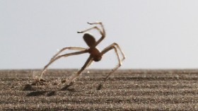 The spider, a new species known as the Moroccan flic-flac spider (Cebrennus rechenbergi), makes its home in the the Erg Chebbi sand desert in southeastern Morocco. 