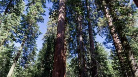 Mariposa Grove of Giant Sequoias, Yosemite National Park