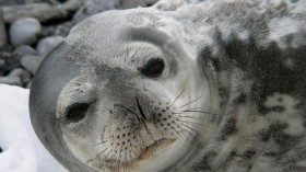 Curious Weddel Seal