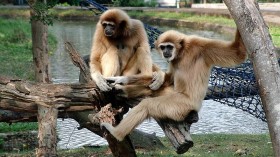  Lar gibbon pair-bond