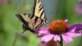 An Eastern Tiger Swallowtail, butterfly 