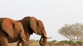 wild elephants