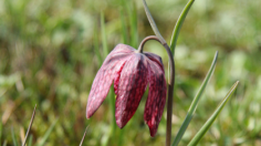 Snake's Head Fritillary (Fritillaria meleagris) 