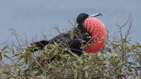 Frigate Bird