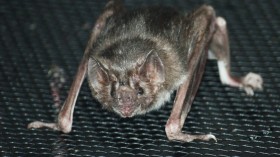  Vampire Bat Desmodus rotundus at the Louisville Zoo