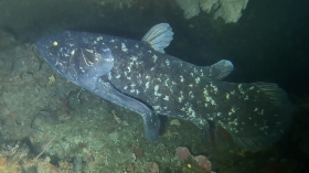 Coelacanth off Pumula on the KwaZulu-Natal South Coast, South Africa