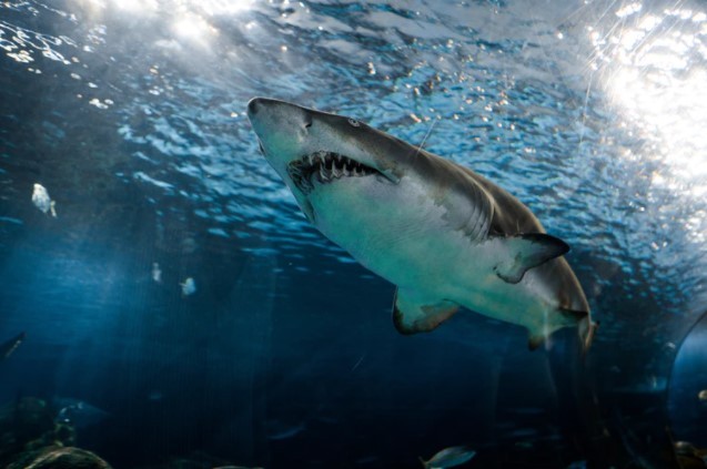 Ocean's Extremely Hot Causing Great White Sharks to Find Other Habitat