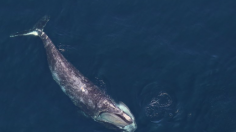 North Atlantic right whale