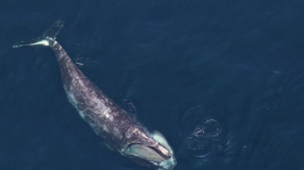 North Atlantic right whale