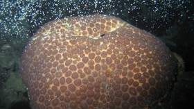  the coral Goniastrea aspera is releasing egg sperm bundles.