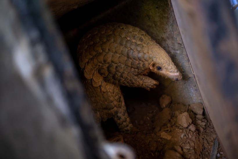 Wildlife Conservationists Save The Pangolins From Illegal Trade In Vietnam