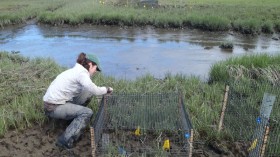 Sesarma crabs killing Northeast salt marshes