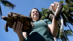 Florida Officials Hold Exotic Pet Amnesty Opportunity