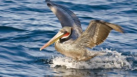 Brown Pelican (Pelecanus occidentalis) 