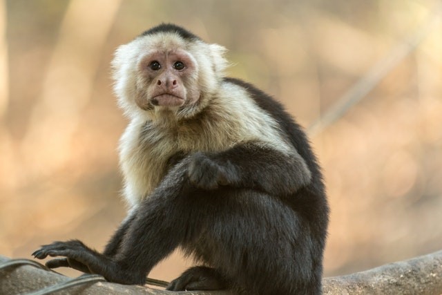 Capuchin monkey