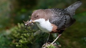 Eurasian dipper 