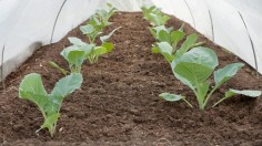 Helping the Environment with the Proper Agricultural Covers