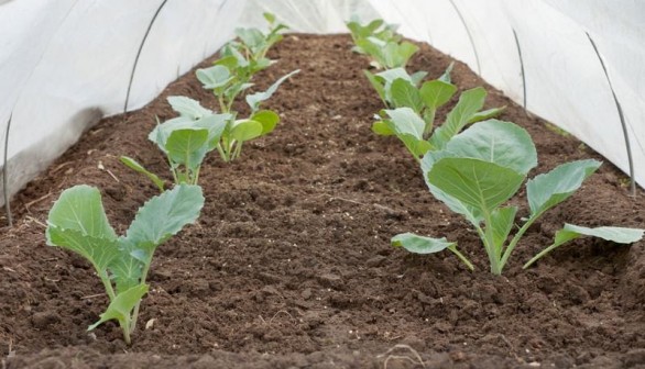 Helping the Environment with the Proper Agricultural Covers