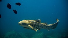  Zebra Shark