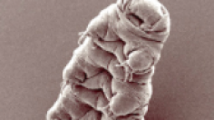 Water bear (tardigrade)